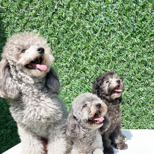 Silver Poodle'ların Özellikleri